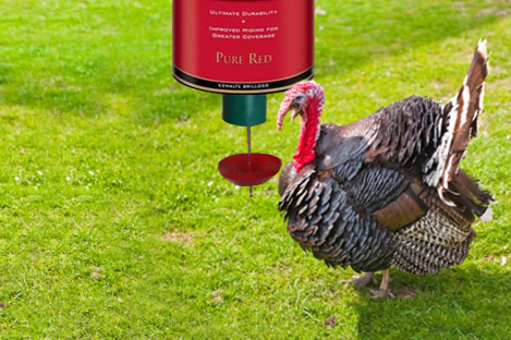 Bourbon Red Turkey Using Automatic Turkey feeder